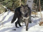 Animals_433
