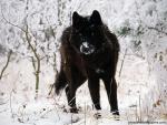 Animals_435