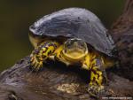 Animals_436