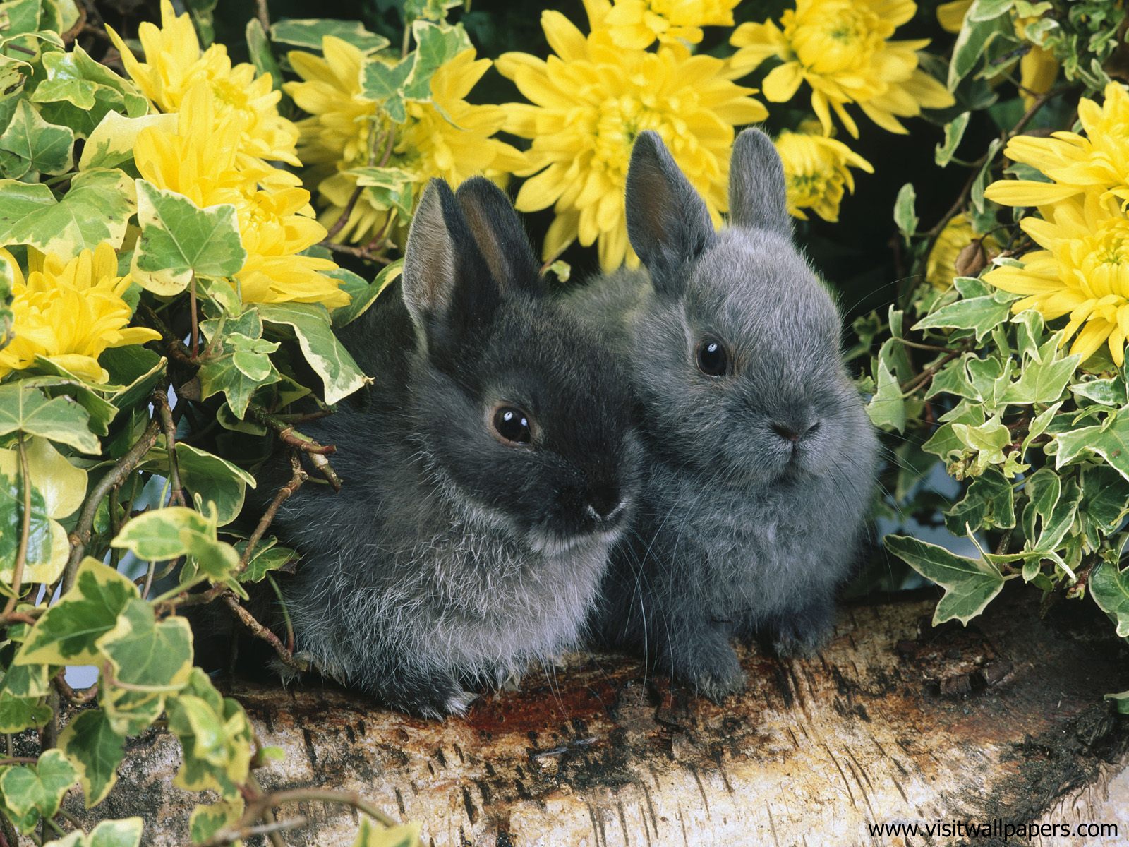 Dwarf_Rabbits