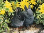 Dwarf_Rabbits