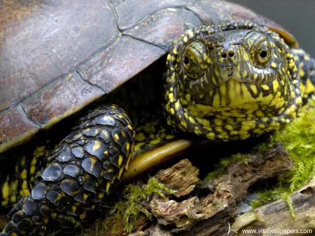 Animals_437