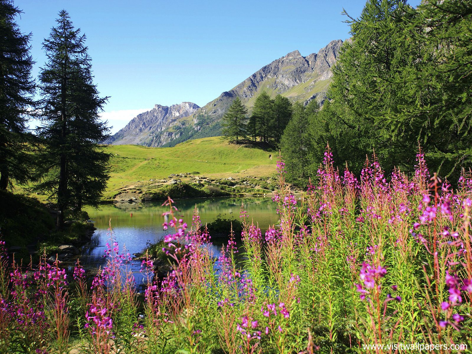 Fireweed_Alaska