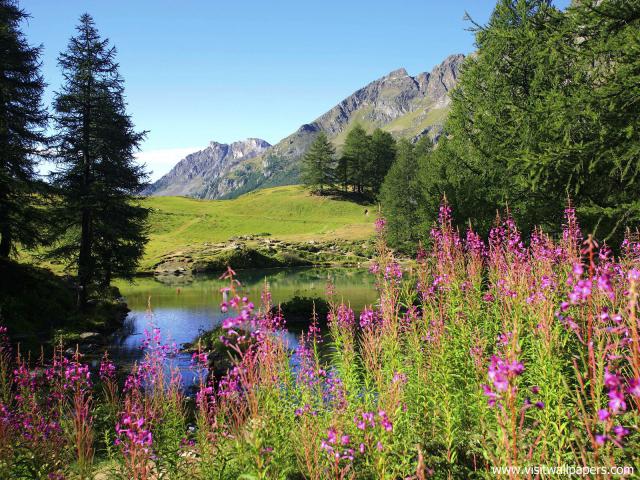 Fireweed_Alaska