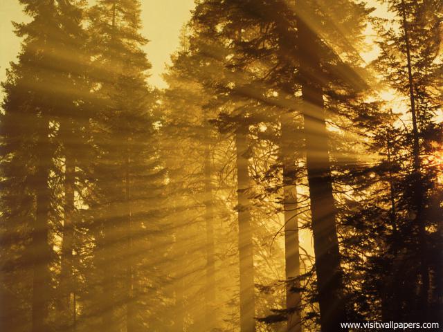 Golden_Glow
