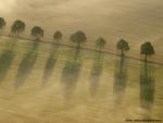 tree_213