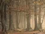 tree_214