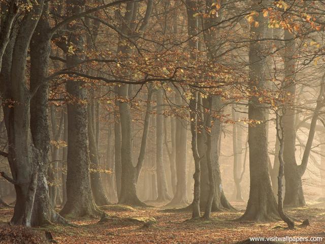 tree_214