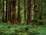 tree_219