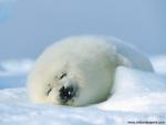 ocean-life-519
