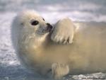 ocean-life-525
