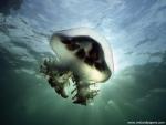 ocean-life-528