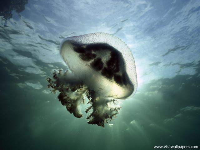 ocean-life-528