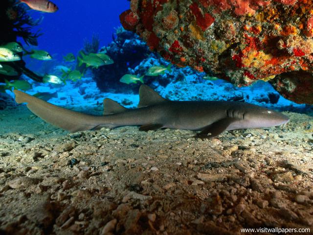 ocean-life-529