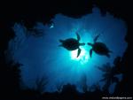 ocean-life-530