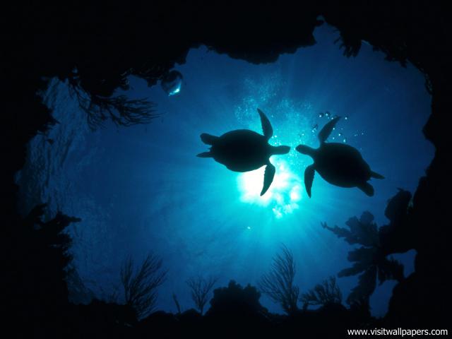 ocean-life-530