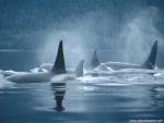 ocean-life-531