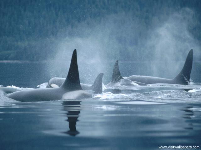 ocean-life-531