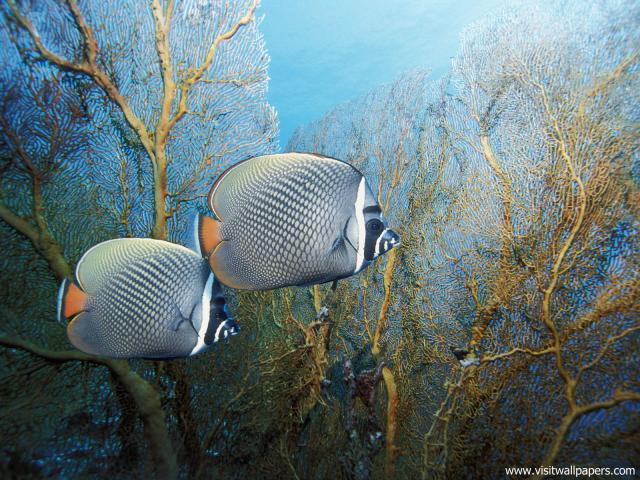 ocean-life-534