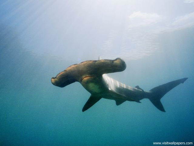 ocean-life-535