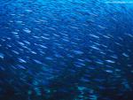 ocean-life-537
