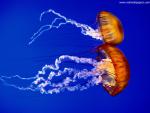 ocean-life-538
