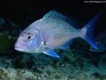 ocean-life-543