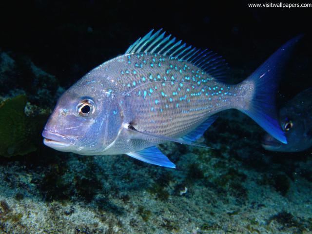 ocean-life-543