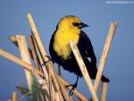 Birds_172