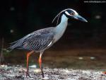 Birds_173