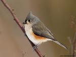 Birds_175