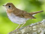 Birds_177