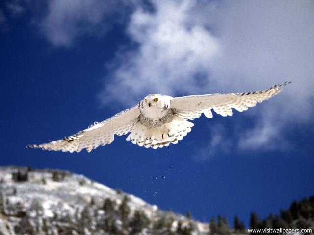 Birds_185