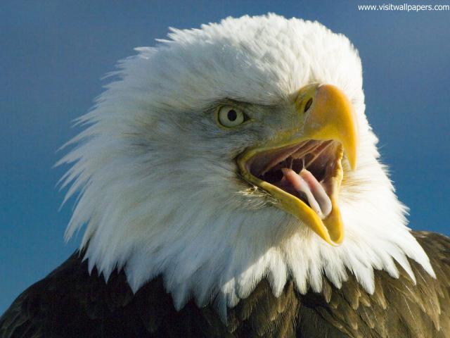 Birds_188