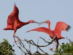 Birds_190