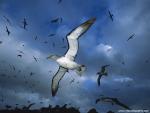 Birds_191