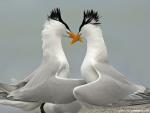 Birds_192