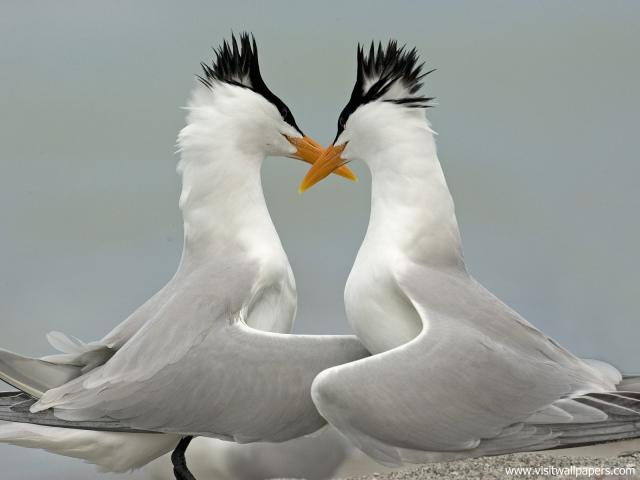 Birds_192