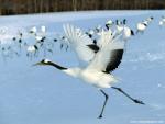 Birds_196