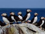 Birds_197