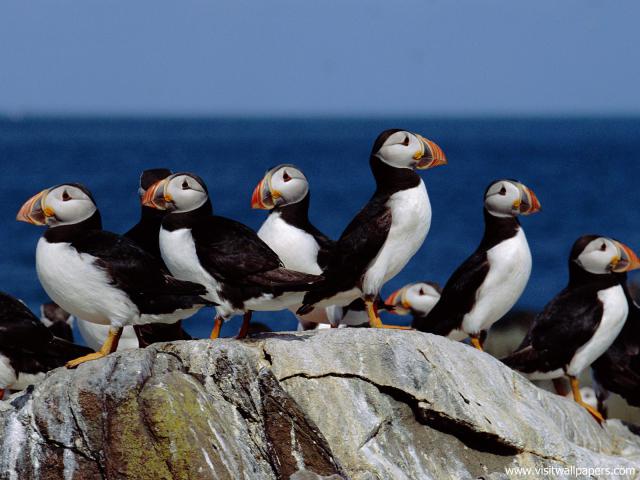 Birds_197