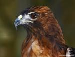 Birds_199
