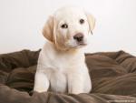 Puppy_Dog_Eyes