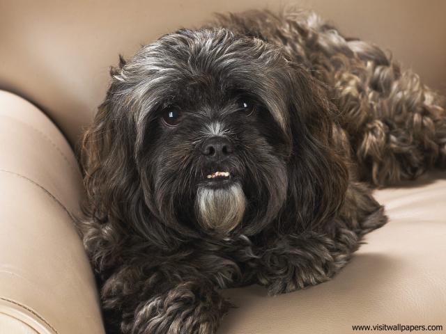 dog_470