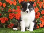 Shetland_Sheepdog_Puppy