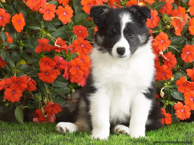 Shetland_Sheepdog_Puppy