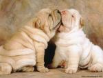 Shar-Pei_Puppies