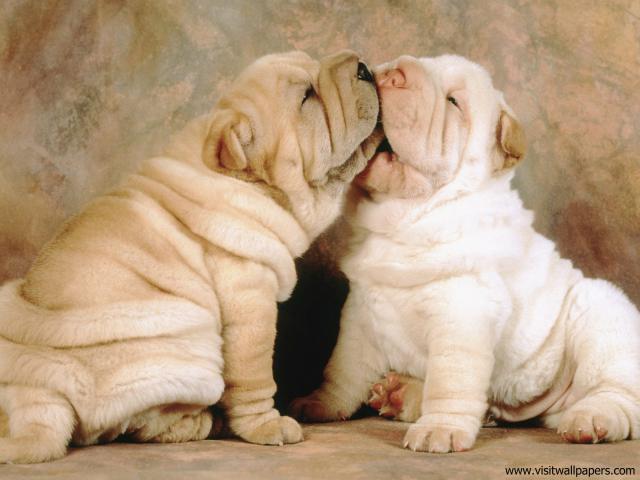 Shar-Pei_Puppies
