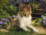 Sheltie_Puppy