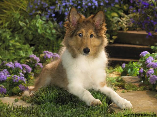 Sheltie_Puppy